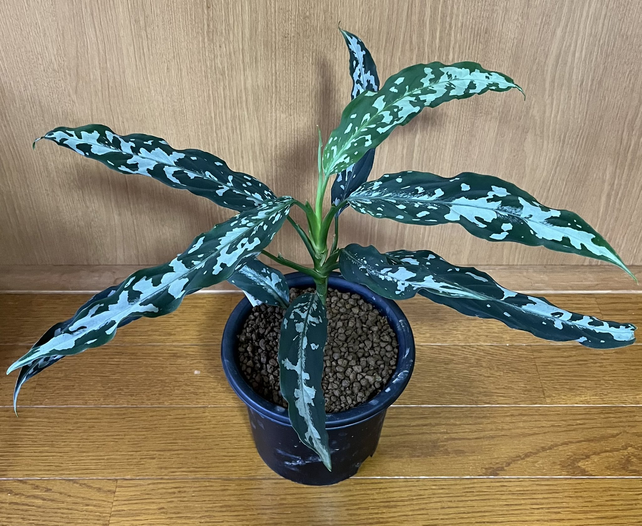 A雷切 Aglaonema pictum LA0914-3ss 【公式通販】