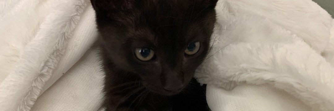 BrentLynch's tweet image. Ok, I had to do it, I hate to destroy the mystery but my profile photo is my cat as a kitten in 2020.

Here is her baby photo animated with @Hailuo_AI Minimax img2vid
#MEOW #tootsiethecat #minimax
#PromptShare @TheoMediaAI

Prompt is variations on: 
Cute kitten blinks eyes and…