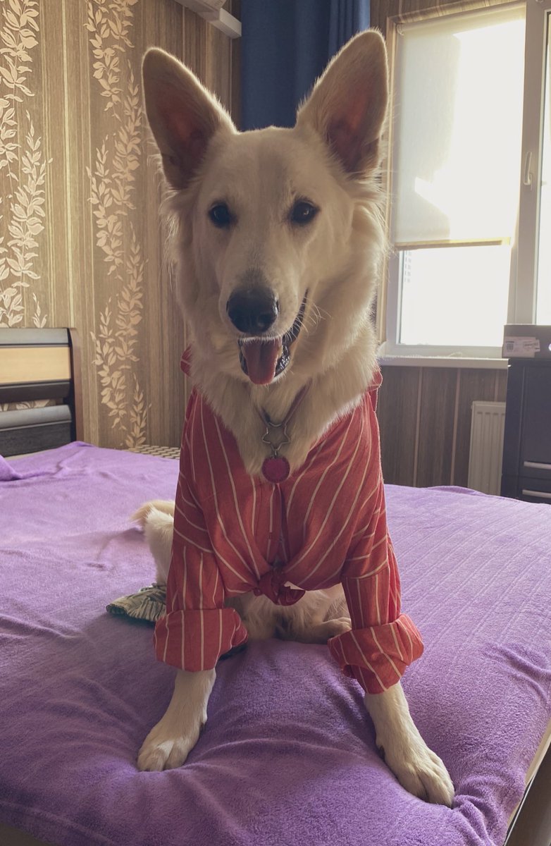 Natali Podolnaya tweet media