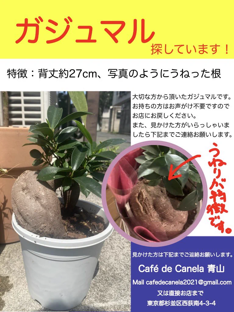 Café de Canela カネラ on X: 