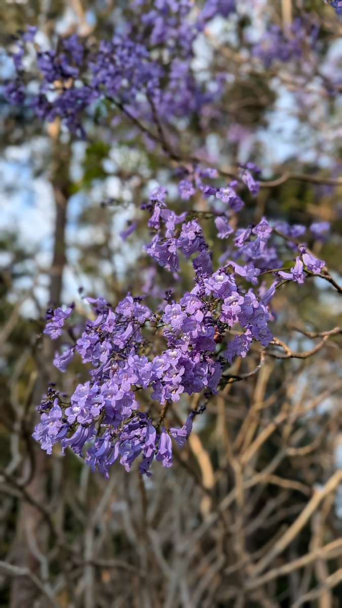 Purple season