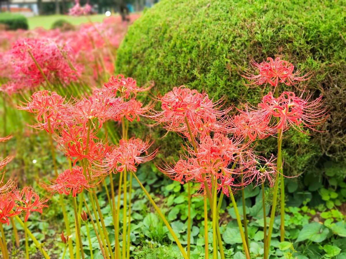 安達ヶ原ふるさと村の景観を良くする会 (@adatigaharakeik) / X