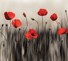 bbpinto's tweet image. Poppies In October
Even the sun-clouds this morning cannot manage such skirts
Nor the woman in the ambulance
Whose red heart blooms through her coat so astoundingly
.
O my God, what am I
That these late mouths should cry open
In a forest of frost, in a dawn of cornflowers
S.Plath