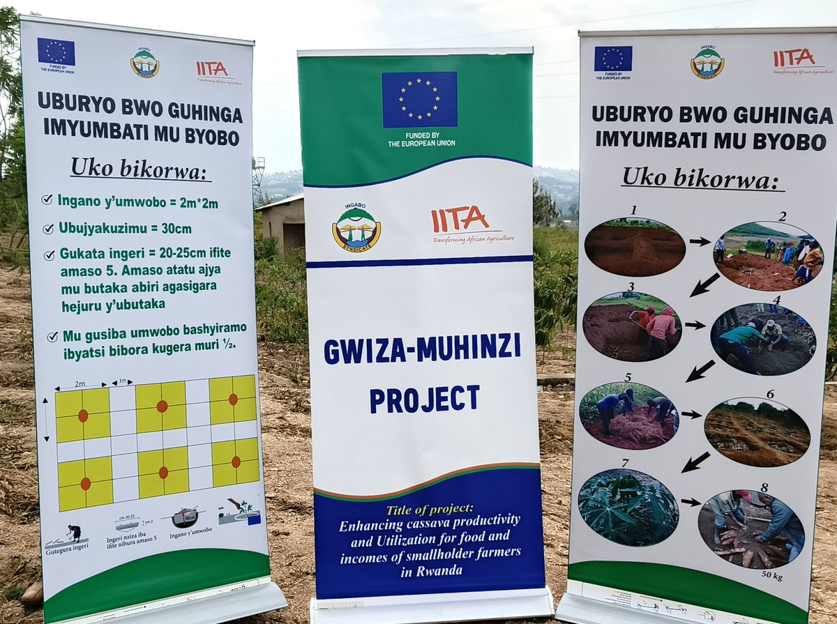 INGABO Syndicate (@ingabosyndicat1) on Twitter photo During our field visit to <a href="/Kamonyi/">Kamonyi District</a>, #cassava farmers expressed their gratitude to the EU, <a href="/AgriterraRwanda/">Agriterra Rwanda</a> and #IngaboSyndicate for introducing #ZaiPit technology. They acknowledged it as an effective solution for addressing food insecurity and enhancing cassava productivity During our field visit to <a href="/Kamonyi/">Kamonyi District</a>, #cassava farmers expressed their gratitude to the EU, <a href="/AgriterraRwanda/">Agriterra Rwanda</a> and #IngaboSyndicate for introducing #ZaiPit technology. They acknowledged it as an effective solution for addressing food insecurity and enhancing cassava productivity
