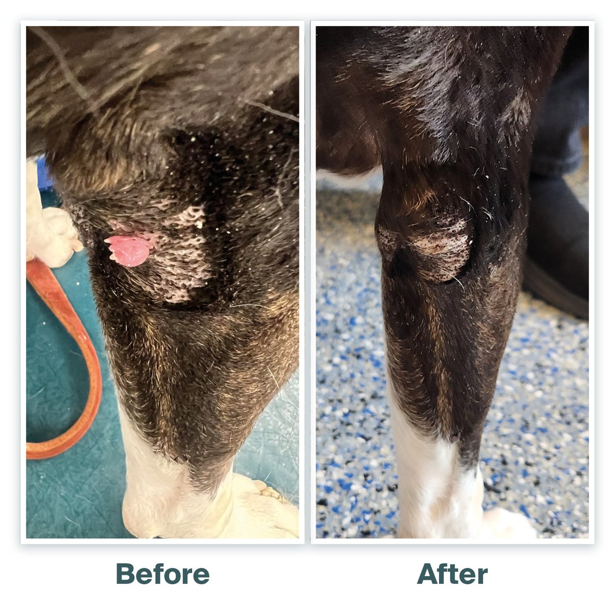 freezpen's tweet photo. Curious about the freezpen? Don't just take our word for it!

#freezpen #CryosurgeryMadeSimple #NewLook #SimplyPowerful #SimplyPractical #SimplyPrecise #SimplyGoodBusiness #LesionRemoval https://t.co/QH7LZ8dFx3