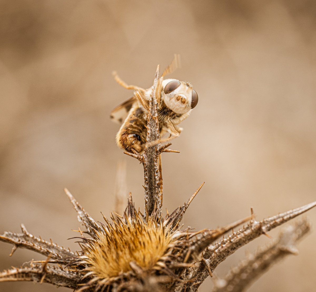 I am so excited to see this fly, he's a horse warble fly, Gasterophilus intestinalis. I have never seen a warble fly before!

They have the most wondrous, gruesome life history:

1) the female lays her eggs on a horse.

2) the horse must then lick the eggs, transferring them to