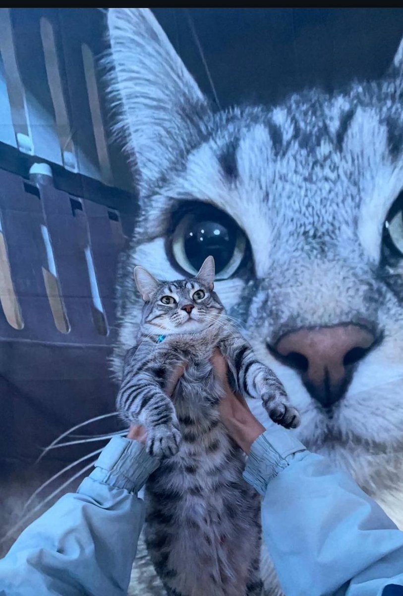 thisisdjen's tweet photo. Ngl $zazu is cute af. https://t.co/D2830OIZXa