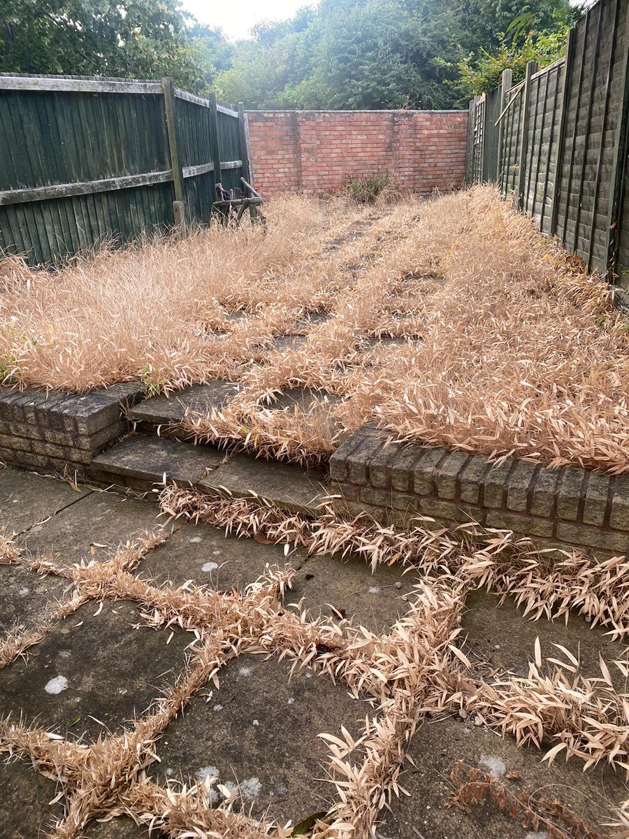 JKExpert's tweet photo. This client in Tamworth has put a treatment plan in place to eradicate the bamboo from their garden. These images show the difference our herbicidal treatment can make in a short amount of time (June 2024 to August 2024). 

https://t.co/87DoXNNUbm https://t.co/c13PbRBi1T