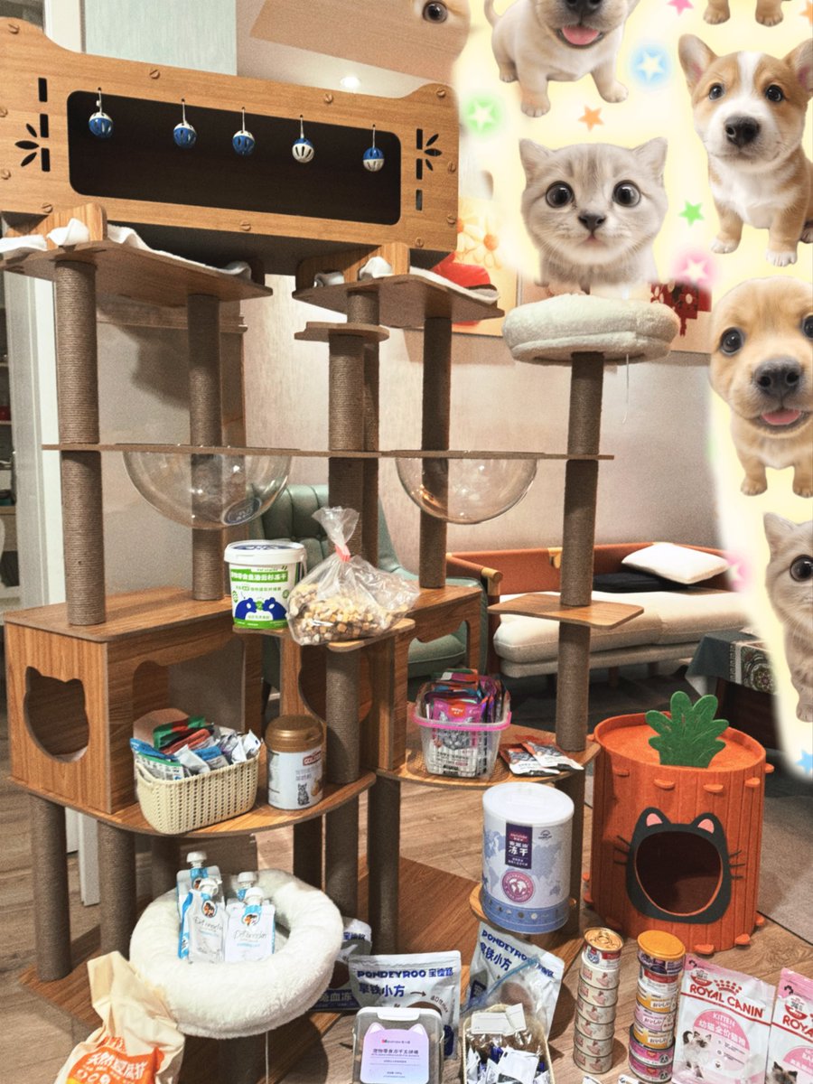 EricXi19's tweet photo. 豪华六层猫架，舒适萝卜小屋，优选豆腐猫砂，丰富的猫粮，三文鱼条和羊奶冻干，贴心管家24小时VIP服务😍
专业！😎 https://t.co/W8ilVAShb4