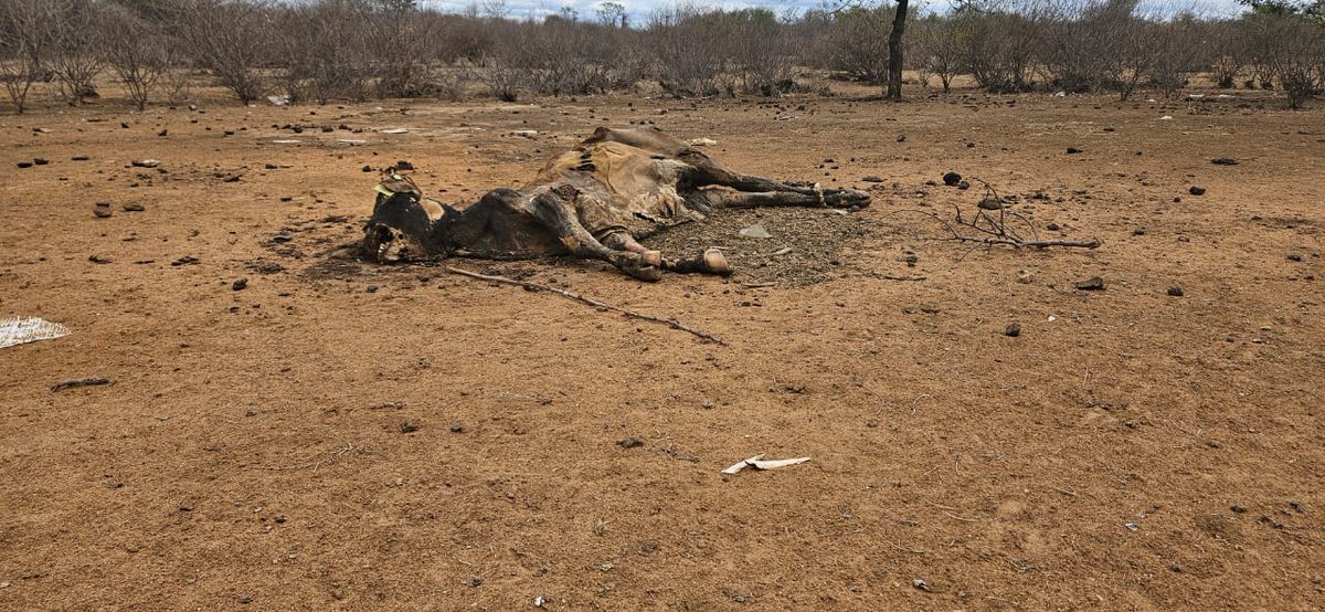 Katlegonyoni_'s tweet photo. [WARNING GRAPHIC CONTENT]

Dry conditions at Dzumeri near Giyani have led to multiple deaths of livestock due to a drought. At Mphagani village, communal farmers have lost close to one hundred cattle in a short space of time. The area faces water shortages. #sabcnews https://t.co/sQLGfeAePL