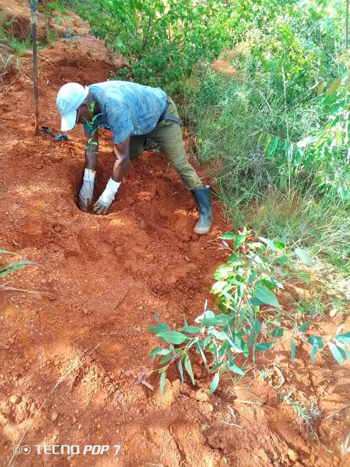 kaiti_gc's tweet photo. How are you preparing for the next tree planting season? 

As the rainy season approaches, it’s the perfect time to think about our greening efforts! 

Let’s embrace the rainy season as an opportunity to grow and nurture our environment! 

#GreeningforLife https://t.co/CdcGJQNsqR