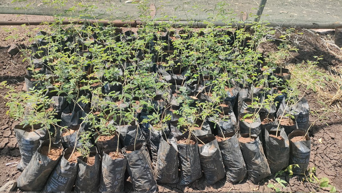 ISIOLO CONSERVATIONISTS TRUST (ICT011) tweet media