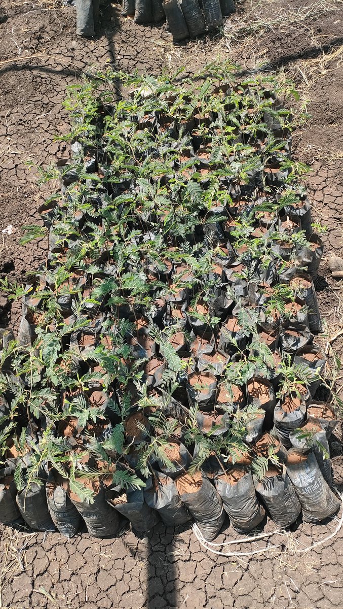 ISIOLO CONSERVATIONISTS TRUST (ICT011) tweet media