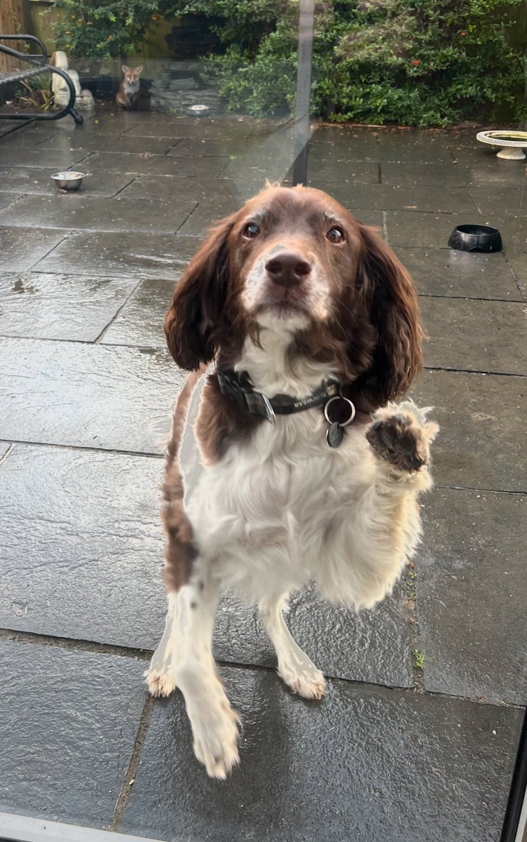 GP_wildlife's tweet image. #FoxOfTheDay he’s behind you! #Fox #foxcubs #dogs #dog #foxlovers #foxes #springerspaniel #spaniels