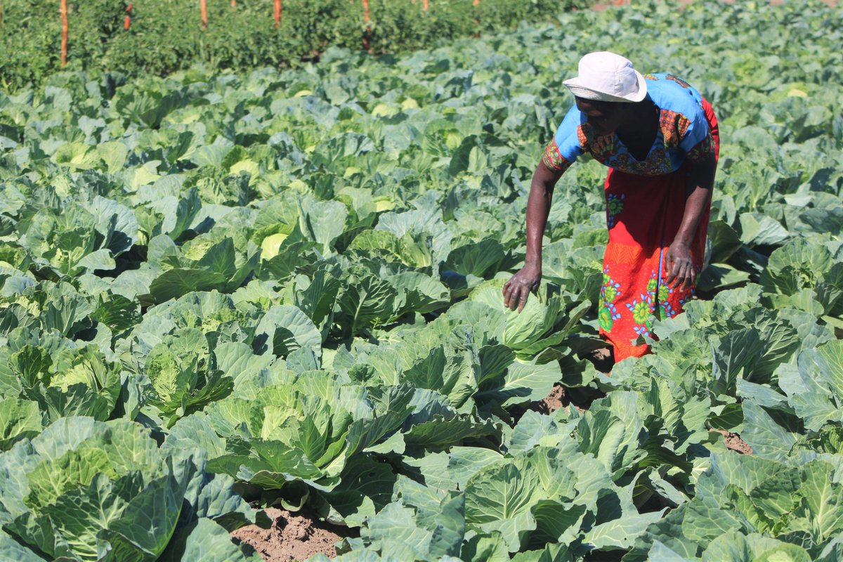 mdtczw's tweet photo. Every drop💧counts especially during this #drought

Community gardens we established in #Mwenezi are using drip irrigation ensuring efficient water use and boosting crop yields

We are working with @WFP_Zimbabwe  &amp; @UsaidZimbabwe  to build a resilient community https://t.co/vCe8jstgmS