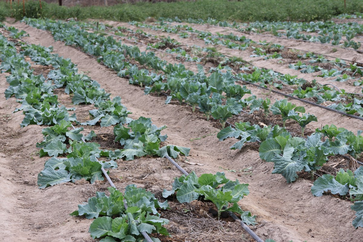 mdtczw's tweet photo. Every drop💧counts especially during this #drought

Community gardens we established in #Mwenezi are using drip irrigation ensuring efficient water use and boosting crop yields

We are working with @WFP_Zimbabwe  &amp; @UsaidZimbabwe  to build a resilient community https://t.co/vCe8jstgmS