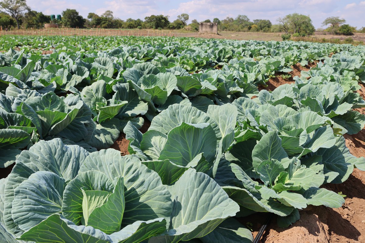 mdtczw's tweet photo. Every drop💧counts especially during this #drought

Community gardens we established in #Mwenezi are using drip irrigation ensuring efficient water use and boosting crop yields

We are working with @WFP_Zimbabwe  &amp; @UsaidZimbabwe  to build a resilient community https://t.co/vCe8jstgmS