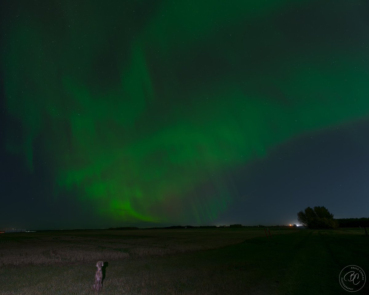 Bruce D. Comeau tweet media