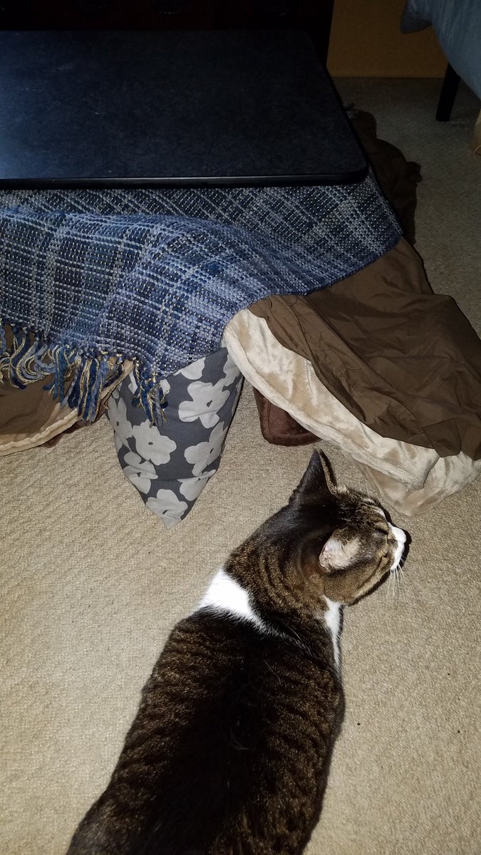 さっそく点検
クッションで入り口確保