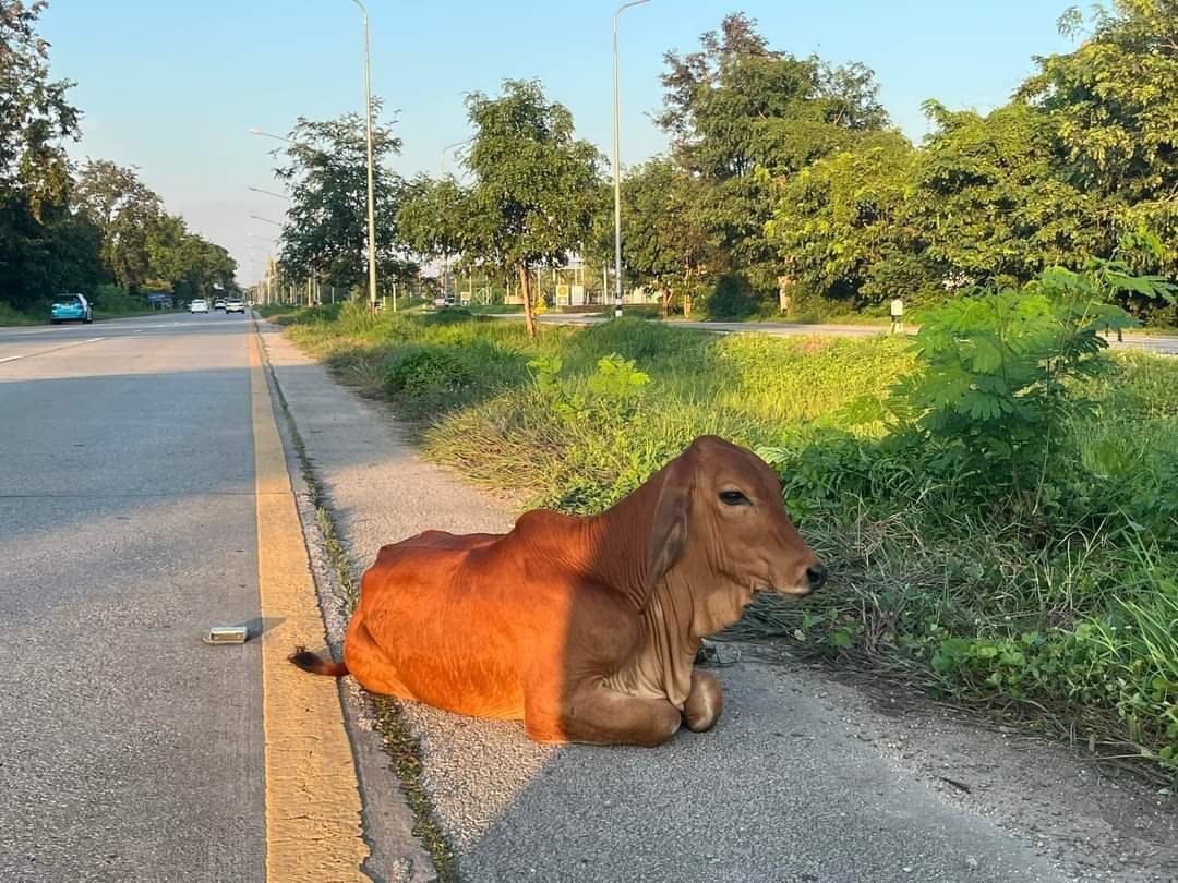 กระดานบอกบุญ tweet media