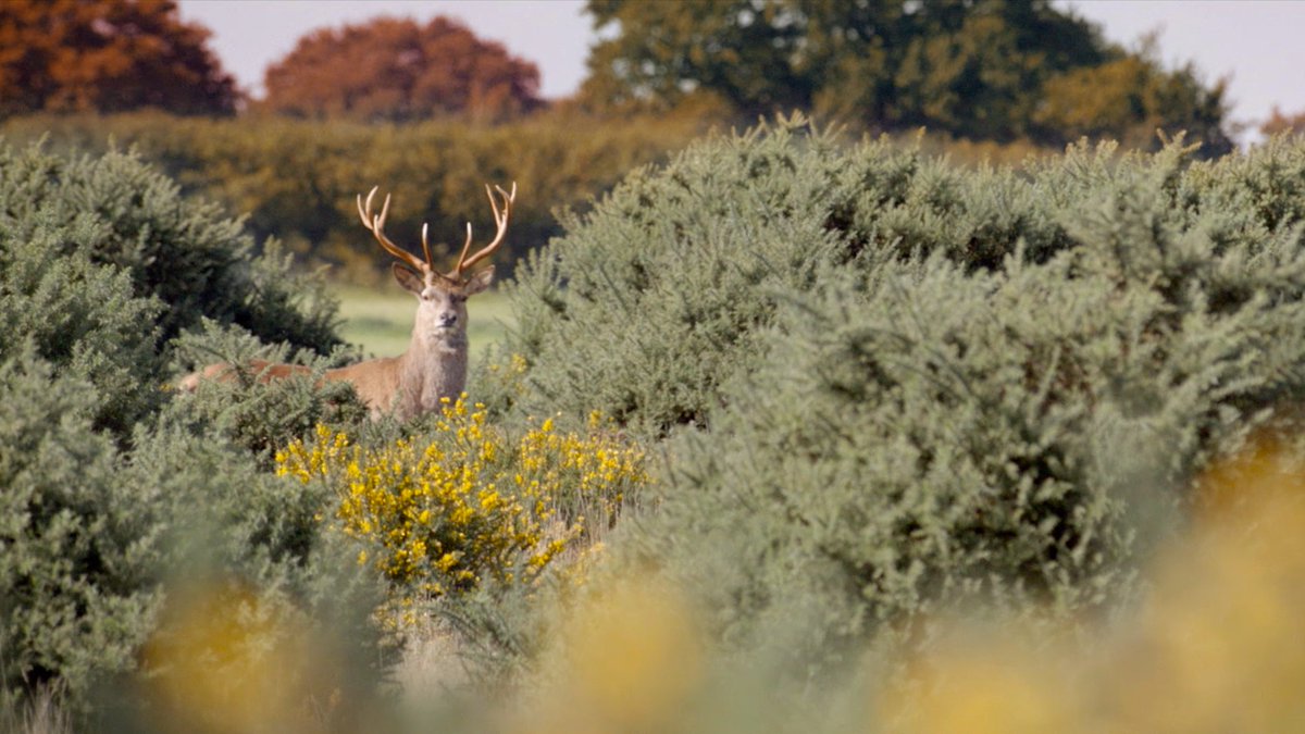 thesuffolkcoast's tweet photo. We're not the only ones who love to wake up amongst an autumnal Suffolk Coast... 

#TheSuffolkCoast #Autumn https://t.co/ZcdMilj1lS