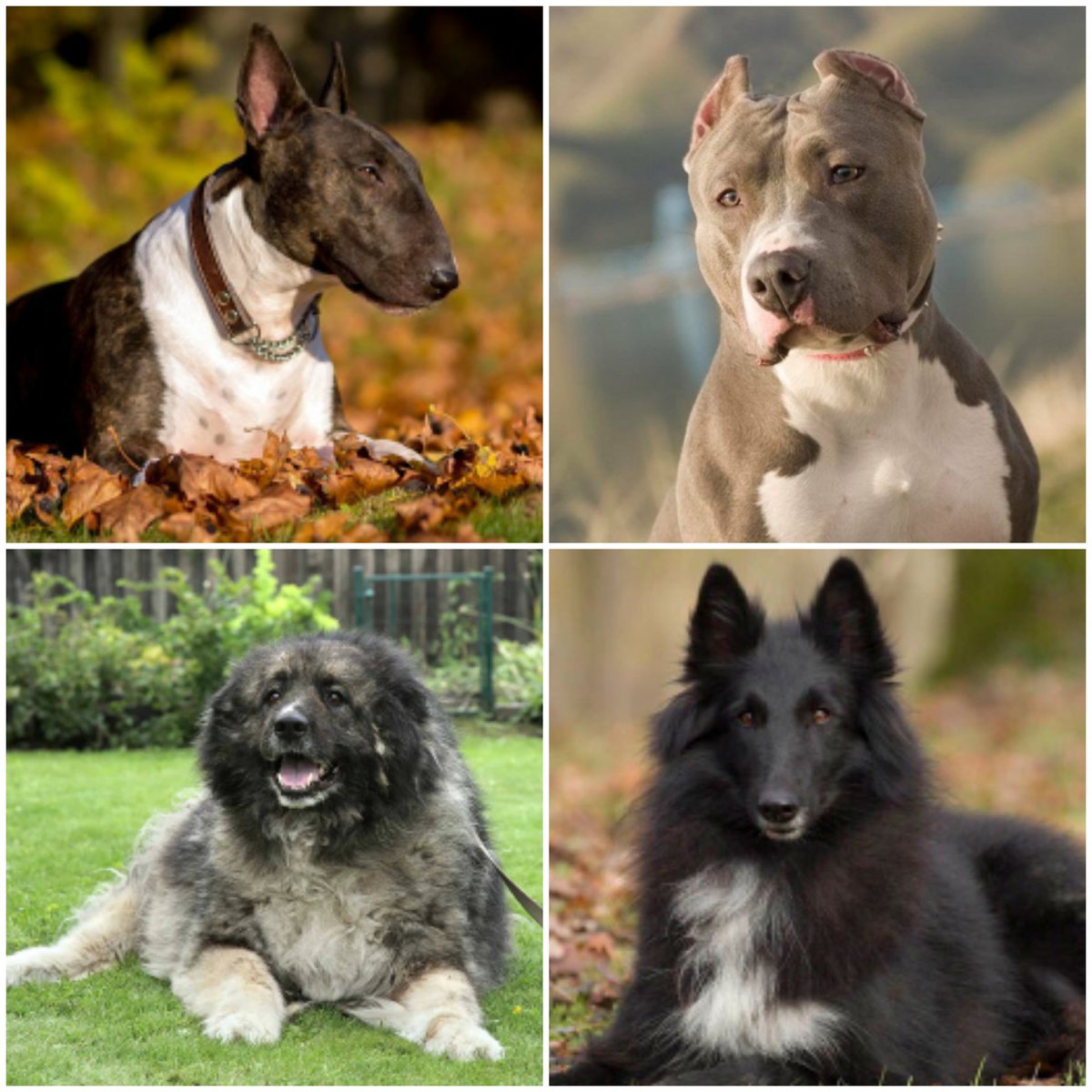 Друг-кинолог спросил, какую породу я бы завёл, будь у меня неограниченные возможности для этого.

Моя недостижимая любовь - тибетский мастиф или амстаф. Из более реальных мечт - бультерьер или кавказец. 
Но реальность такова, что лучше завести прайтера или грюнендаля