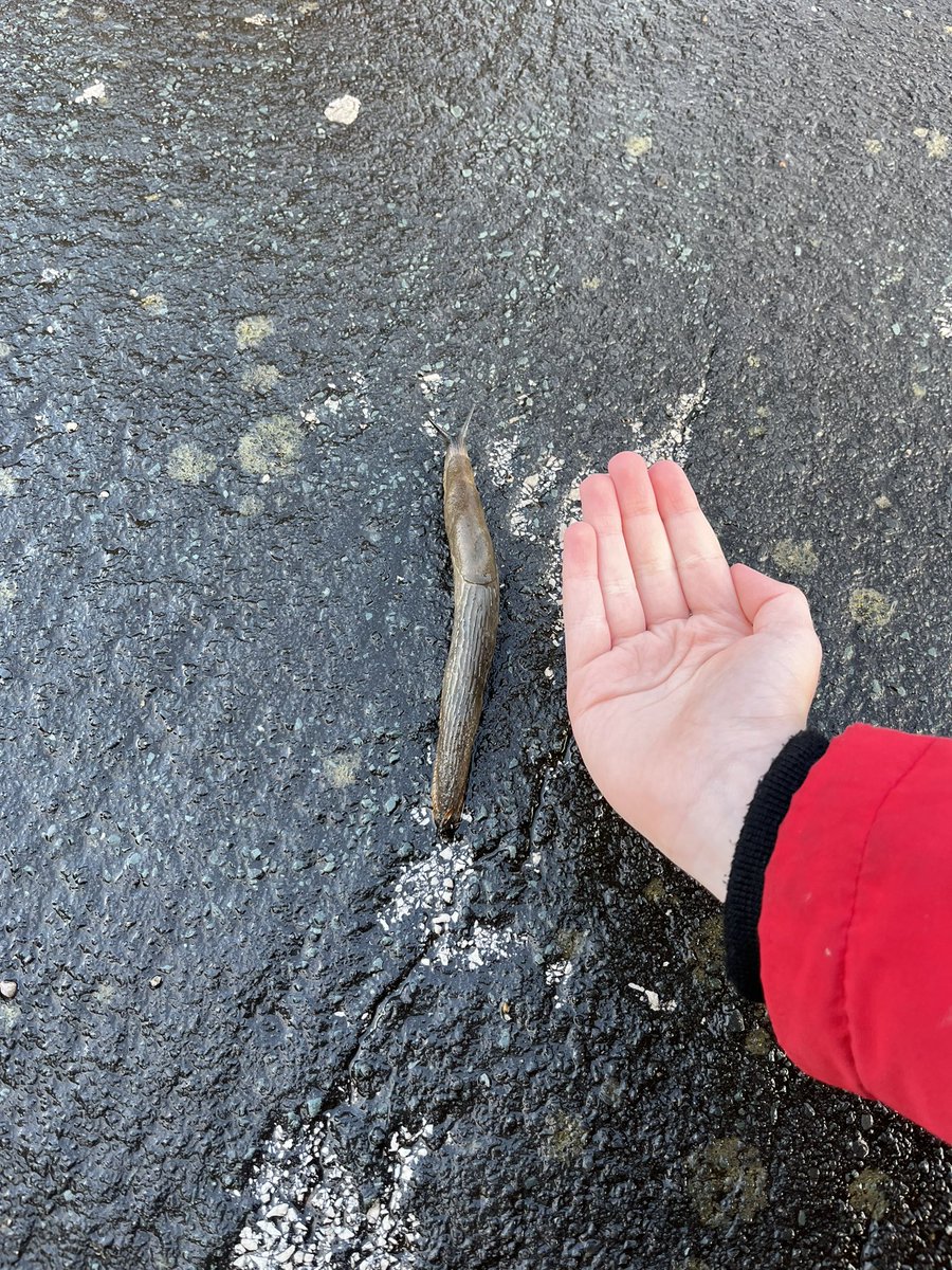 samdoddridge's tweet photo. Louie wanted to share the lengthy slug her found on the way to school @PCPSwans https://t.co/FAjA88g3ox