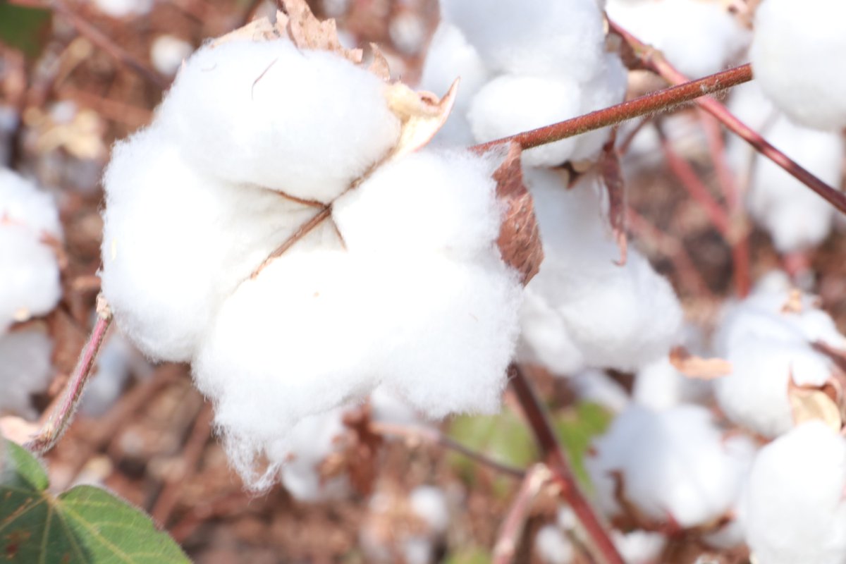 bodiyapambaTZ's tweet photo. HAPPY International World Cotton Day 2024 #WTO #FAO #ICAC #CottonmadeinAfrica #cmia #cottonforgood #tanzania #cotton #whitegold https://t.co/9uS0Xi7ZhU