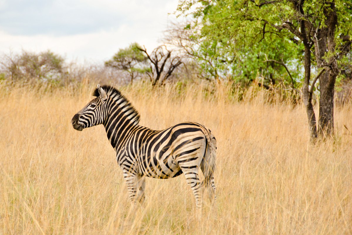 The beauty of the African savanna, captured in a zebra’s stripes 🦓. Nature's art at its finest. #Zebra #WildlifePhotography #NaturePhotography #SavannaLife #AfricanWildlife #JeromeDevossePhotography