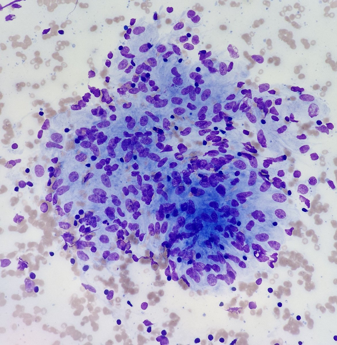 Živa L. Štosir tweet media