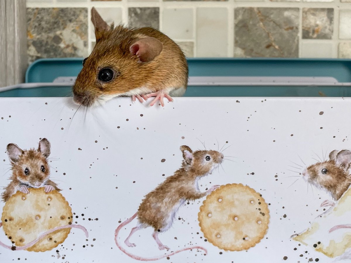 Брунгильда торжественно сообщает, что ровно два года назад мы с ней обрели друг друга! Она по-прежнему любит кататься на плече и в карманах, млеет от почёсывания щёк, разжилась недвижимостью и вот даже целым жестяным сундуком с продуктовыми запасами. В общем, жизнь удалась!