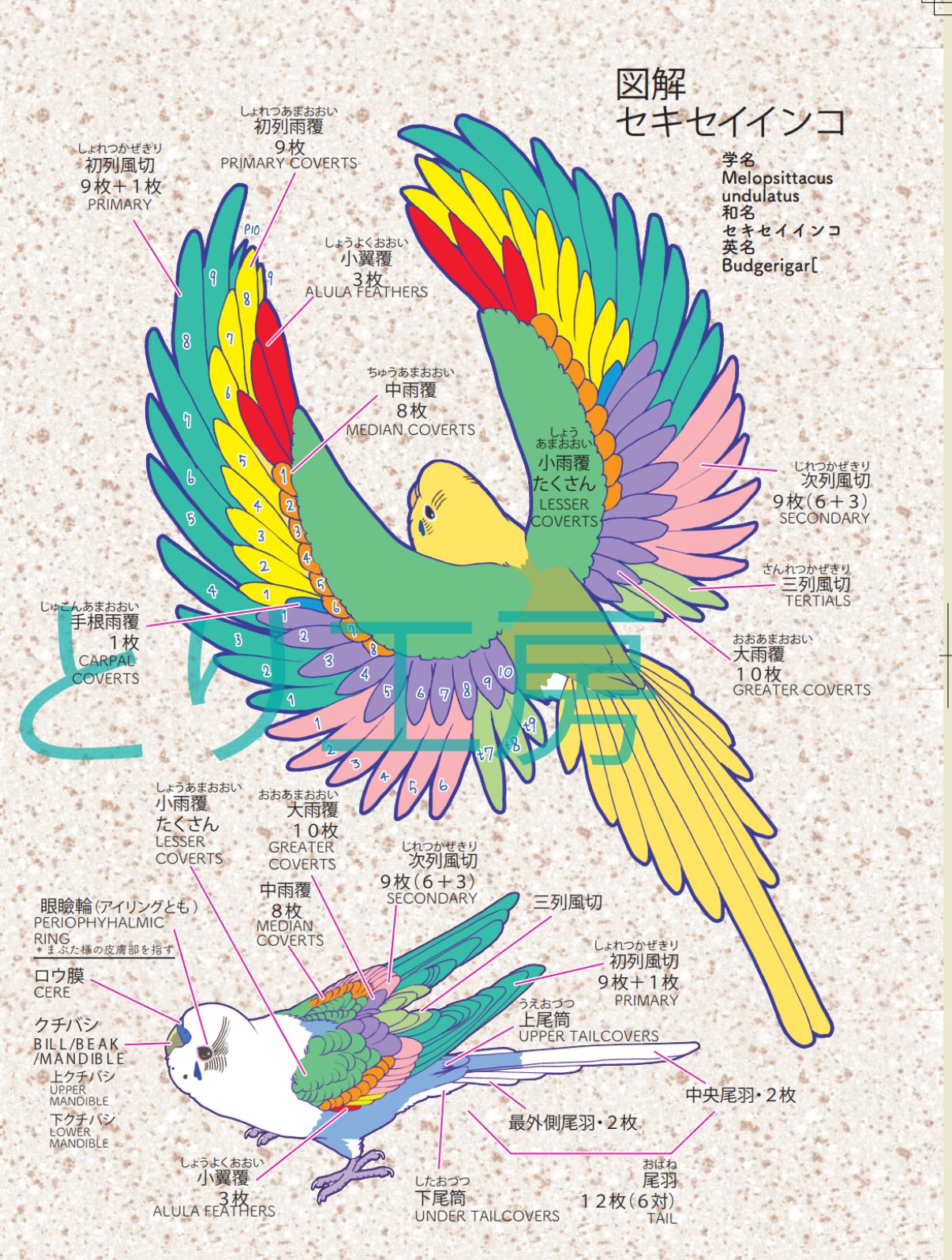 青いことり工房Liz on X: 