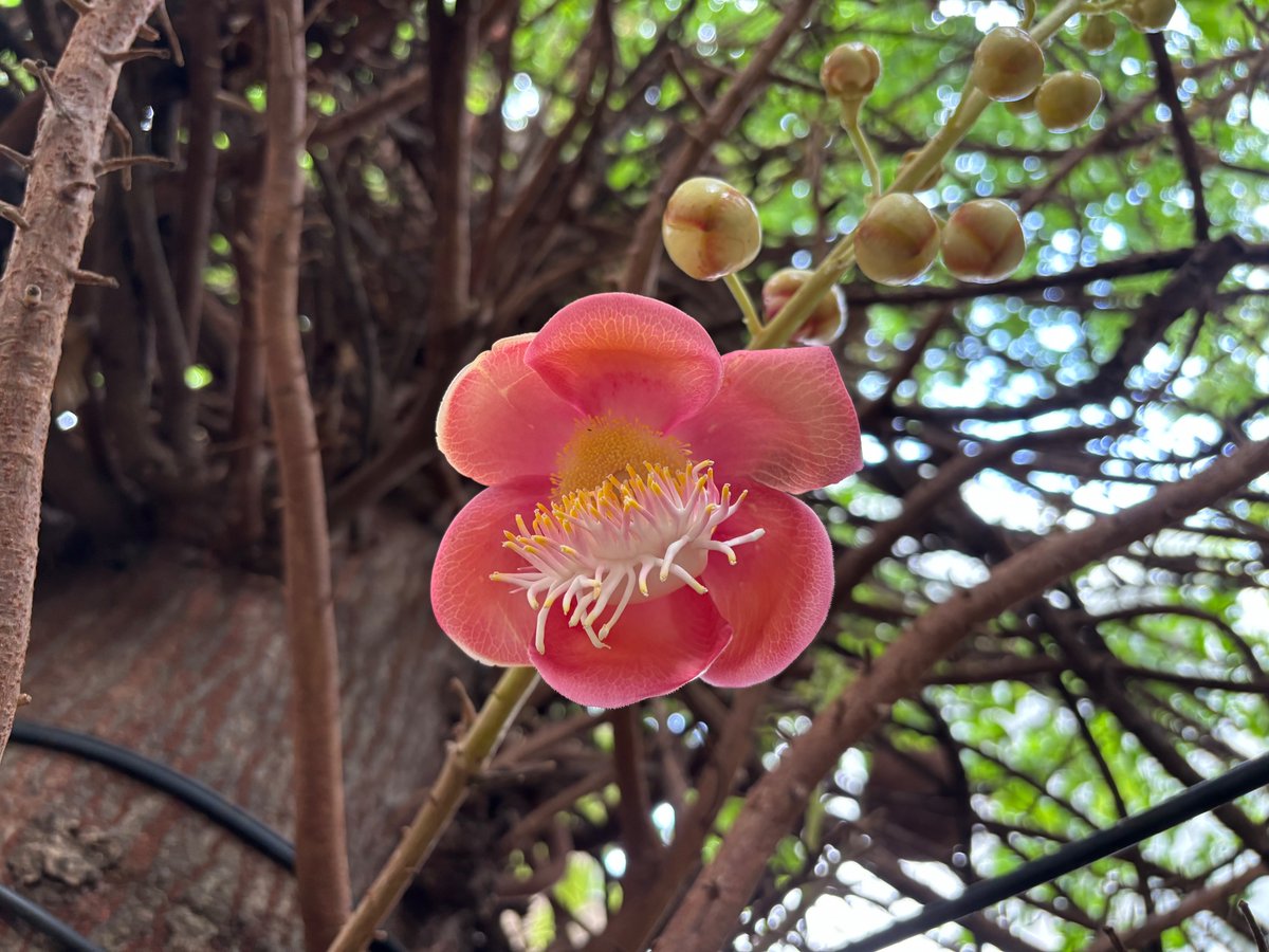 Flowers…