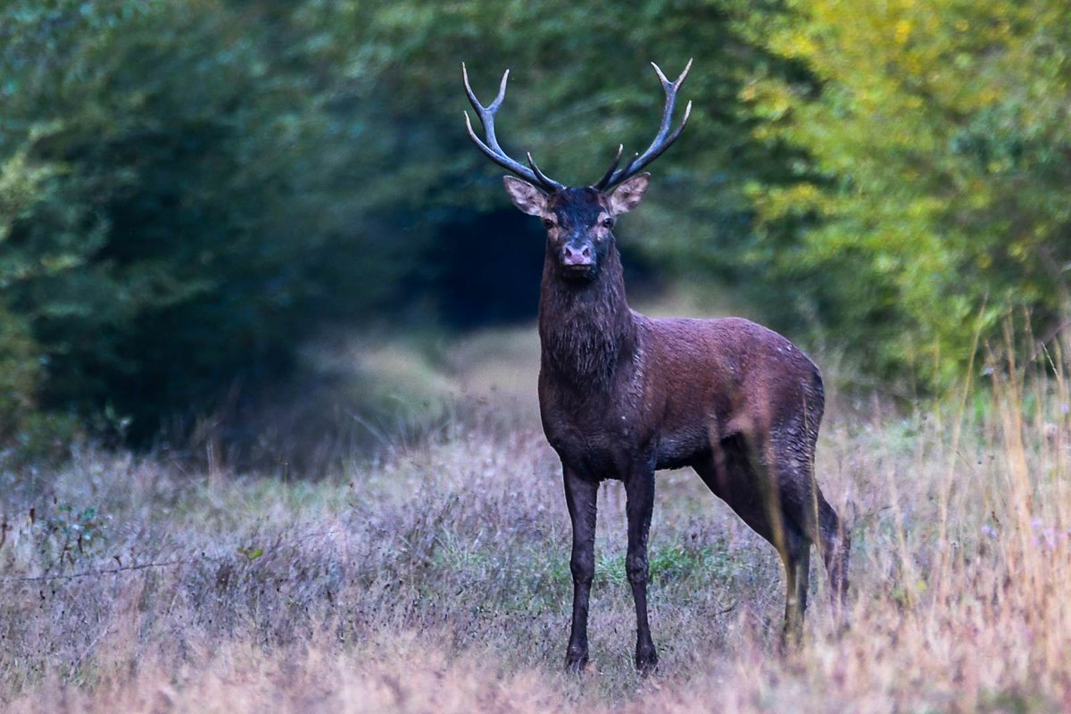 À LA TOMBÉE DE LA NUIT, CHRISTOPHE PAGE VOUS EMMÈNE DANS LES COULISSES DES BERTRANGES À LA RENCONTRE DES ANIMAUX SAUVAGES

Lire l'article ➡️ koikispass.com/soirees-brame-…

#balades #famille #nature #pleinair #bertranges #nievre #nevers #koikispass