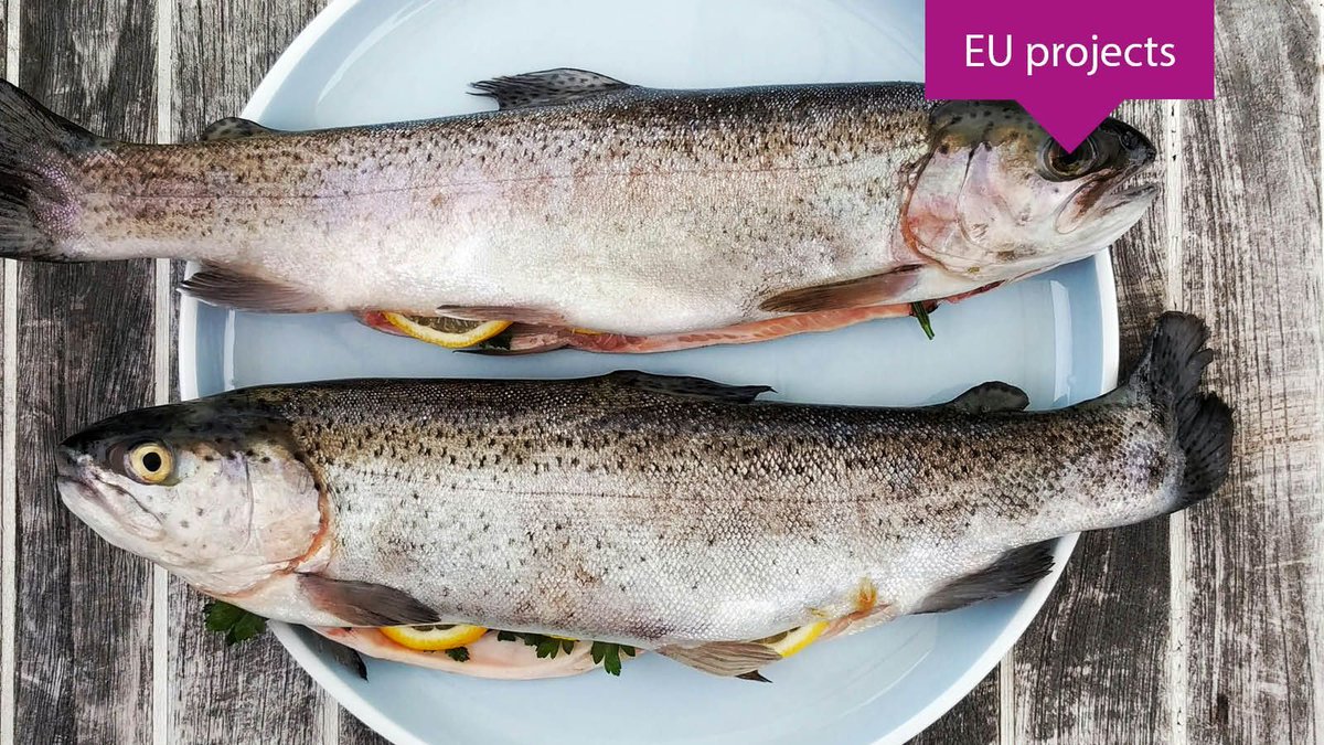 📋 The Mr.Goodfish3.0 project has launched a survey to better understand fish &amp; seafood consumption habits in Europe. The insights will help develop tools for more responsible consumption. 

Available in EN, BG, FR, EL, NO &amp; PL.

👉  buff.ly/4eLtbRf  

#EcsiteEUProjects