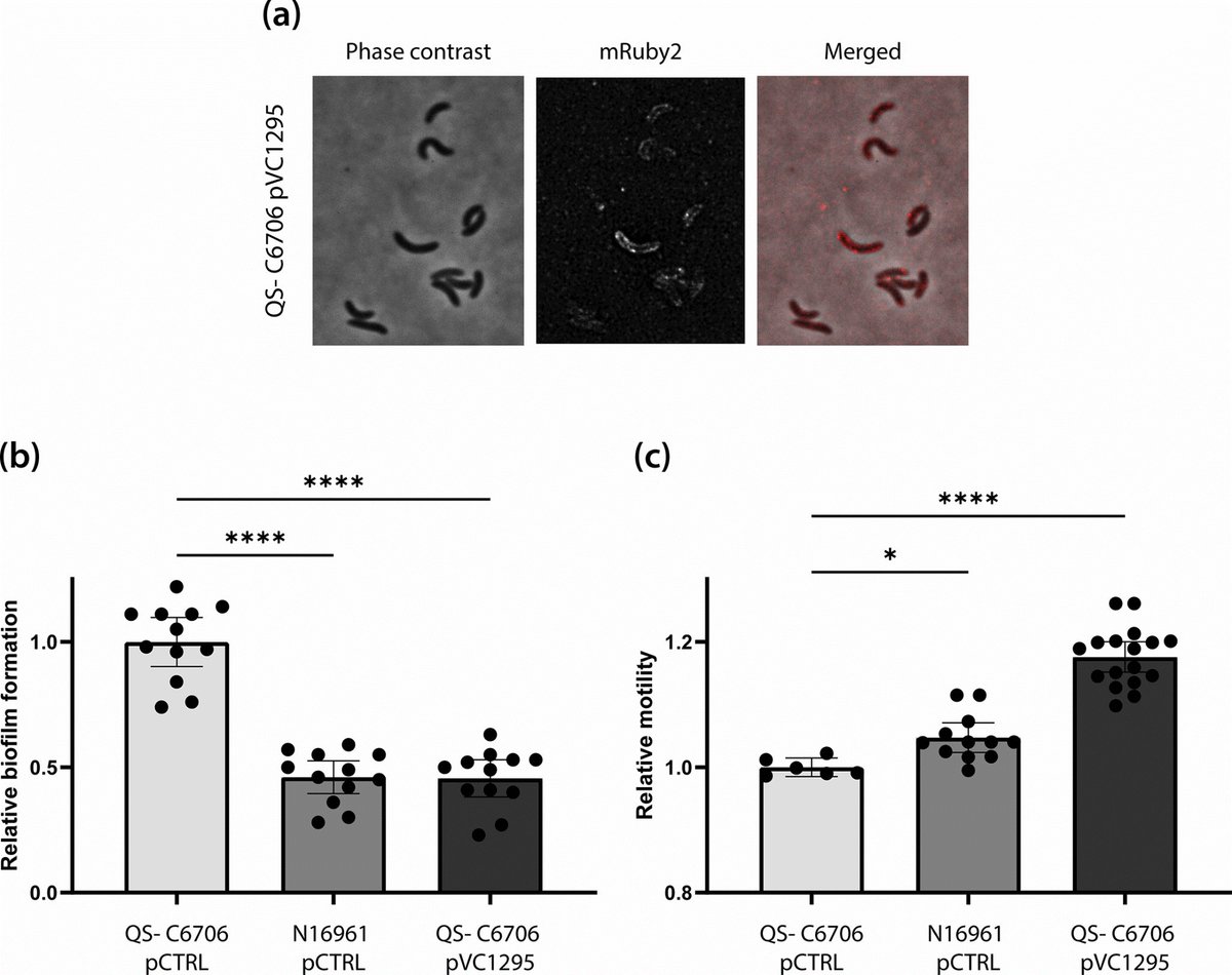 A comparative genomic and phenotypic study of Vibrio cholerae model strains using hybrid sequencing. Published #OpenAccess and fee-free in #MicrobioJ using a #PublishAndRead agreement:
doi.org/10.1099/mic.0.…
