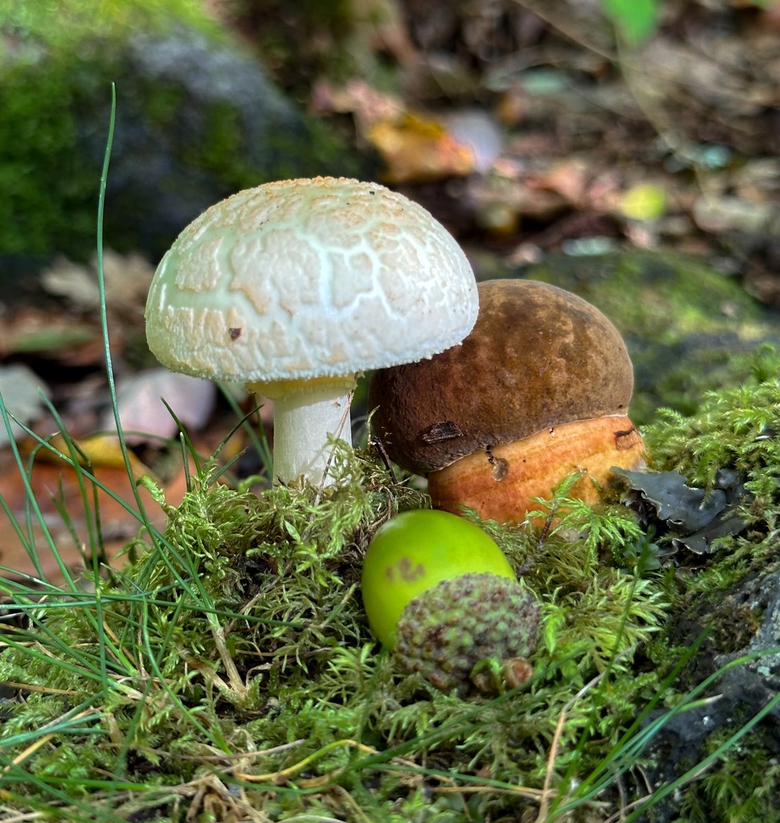 Would you share something small ? 
I'll retweet all

#photograghy #mushroom #forest