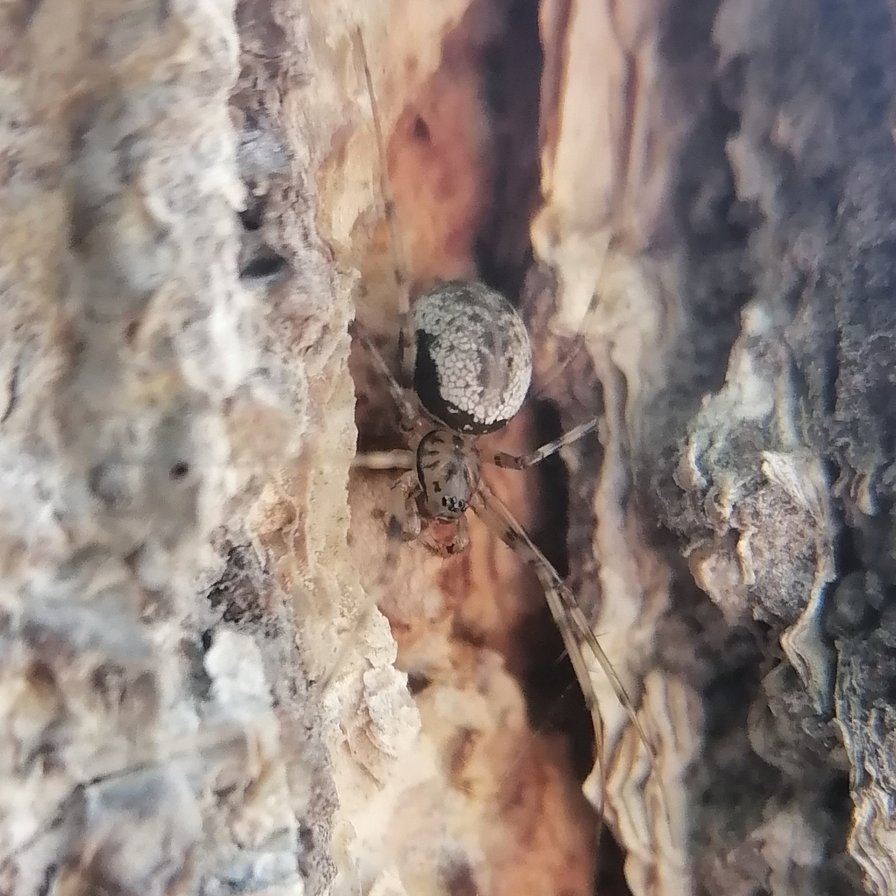 Kandriss14's tweet photo. Arrancamos la semana con buena actitud y ánimo frente a este lunes lluvioso☔️

Hoy la 67º AracnoAventura viene de la mano de Drapetisca socialis🕷️(familia Linyphiidae).

¡Dentro TELA!🕸️🧵(1/3) https://t.co/4ccAWREdfD