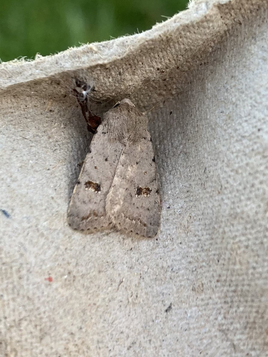 Clancy’s rustic caught over night at Swinefleet, East Yorks VC 63 probably new for VC and first record in Yorkshire was only in 2023. <a href="/DoubleKidney/">Charles Fletcher</a> <a href="/MigrantMothUK/">Migrant Lepidoptera</a>