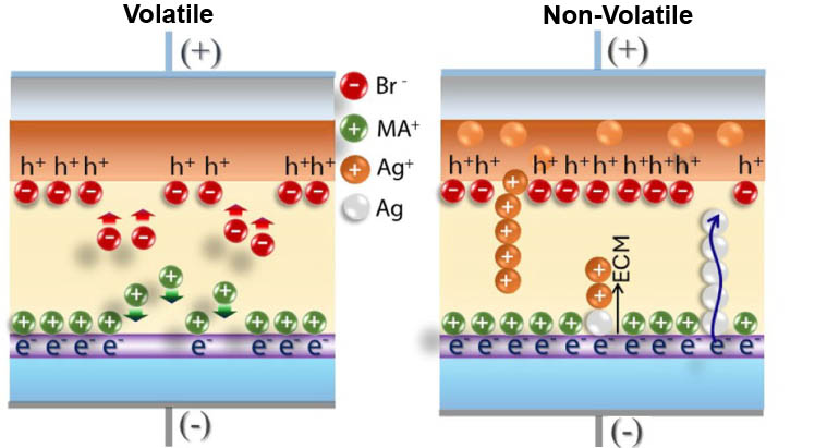 AMSY group has found a highly reliable and reproducible #memristor configuration based on halide perovskites that allows to control volatile and non-volatile regimes. <a href="/aguerrerouji/">Antonio Guerrero</a>, Cedric Gonzales and <a href="/NareshPend32129/">Naresh Pendyala</a>. Small Structures-Wiley. doi.org/10.1002/sstr.2…