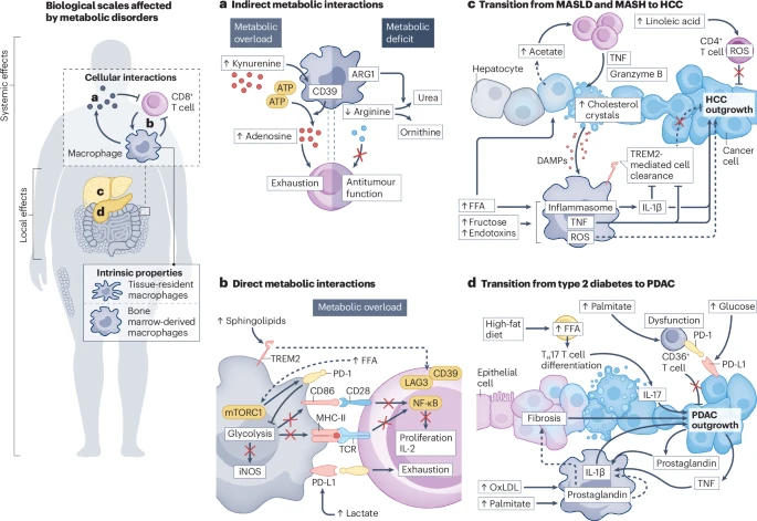 Metabolic disorders including obesity, #MASLD, #MASH &amp; #type2diabetes are recognized as contributors to cancer. 

Toronto, <a href="/djkloosterman/">Daan J. Kloosterman</a> &amp; <a href="/LeilaAkkari1/">Leila Akkari</a> (<a href="/NKI_nl/">The Netherlands Cancer Institute</a>)  explore the influence of macrophages + T cells in metabolic-disorder associated cancers.👇
go.nature.com/4eThIit