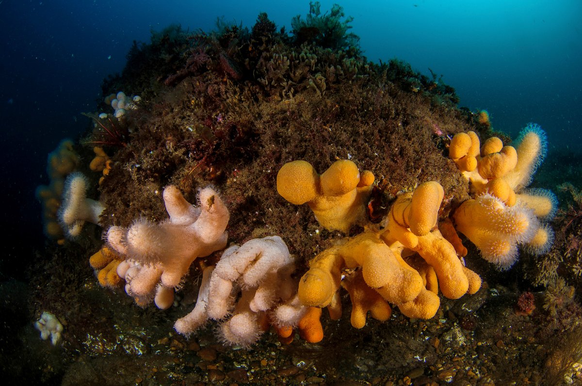 🚨 URGENT!  Only 1 WEEK until the Scottish Govt closes its consultation on whether to ban destructive bottom-trawl fishing in 20 marine protected areas. This #WorldHabitatDay, we need YOU to help us demand a ban and protect these precious habitats. 🪸🌊
👉act.oceana.org/page/155477/da…