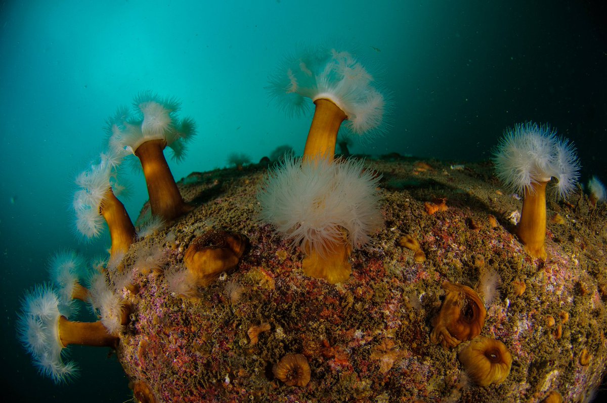 OceanaUK's tweet photo. 🚨 URGENT!  Only 1 WEEK until the Scottish Govt closes its consultation on whether to ban destructive bottom-trawl fishing in 20 marine protected areas. This #WorldHabitatDay, we need YOU to help us demand a ban and protect these precious habitats. 🪸🌊
👉https://t.co/DpOSSoKx61 https://t.co/mjvZrKjmhy