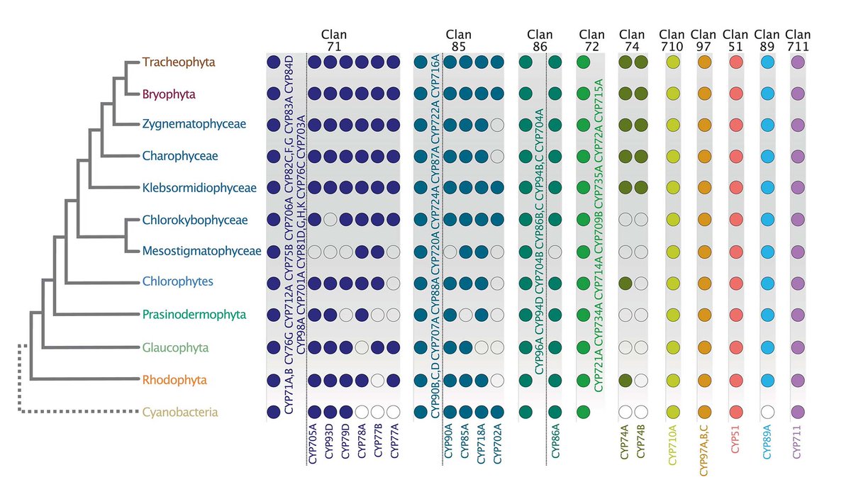 Physiologia Plantarum (@pplplantarum) on Twitter photo Methodology bringing insights into the emergence of new functions within the CYP450 family, contributing to the evolutionary history of plants and algae. <a href="/watertoland/">MadLand</a> <a href="/AmraD05/">Amra Dhabalia Ashok</a> @Ikerlrisarri <a href="/Jan_de_Vries/">Jan de Vries</a> <a href="/Sophie_de_Vries/">Sophie de Vries</a>
Read more: bit.ly/3zjimqp Methodology bringing insights into the emergence of new functions within the CYP450 family, contributing to the evolutionary history of plants and algae. <a href="/watertoland/">MadLand</a> <a href="/AmraD05/">Amra Dhabalia Ashok</a> @Ikerlrisarri <a href="/Jan_de_Vries/">Jan de Vries</a> <a href="/Sophie_de_Vries/">Sophie de Vries</a>
Read more: bit.ly/3zjimqp
