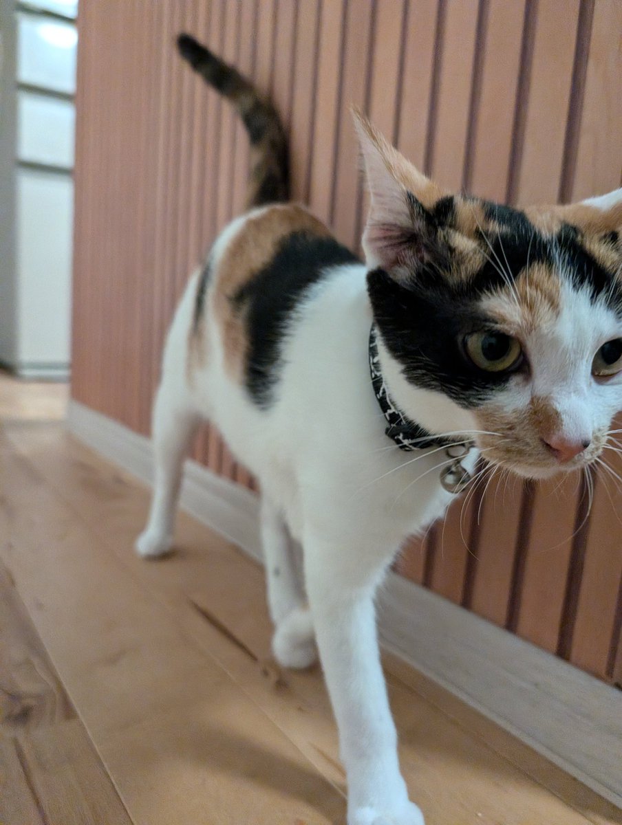 脚長効果🐱🐱