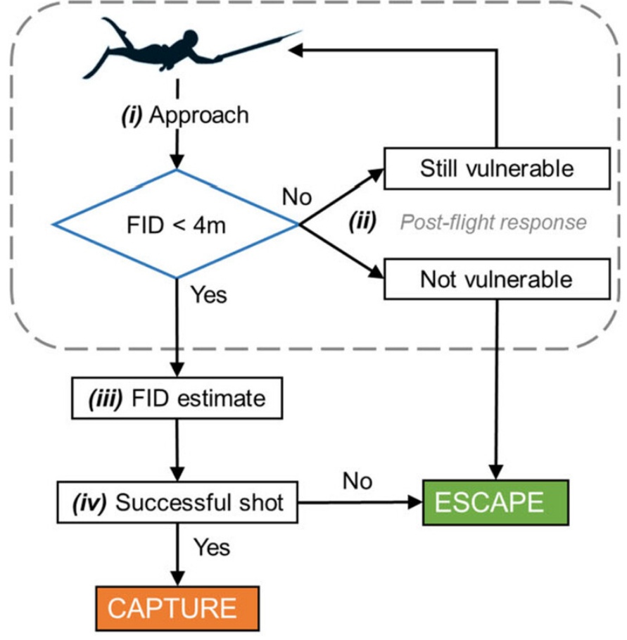 ValeSbra's tweet image. 🔥🤿 We combined flight initiation distance with post-flight responses and spearfishers&apos; efficiency to better predict catchability and improve #fishery management💡
🐟Very proud of  this paper!!
besjournals.onlinelibrary.wiley.com/doi/10.1111/13…
@JAppliedEcology @ICMCSIC @iMARES_group