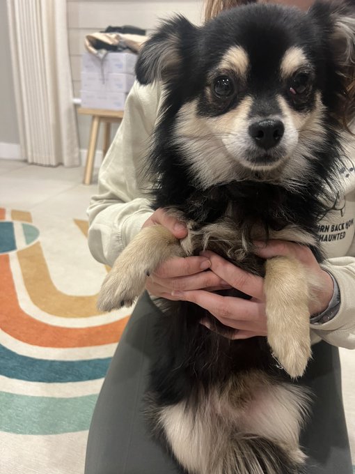 2 pic. Just found this dog on my way home in the valley in Los Angeles. can’t see the exact location