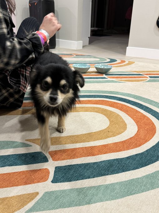 3 pic. Just found this dog on my way home in the valley in Los Angeles. can’t see the exact location