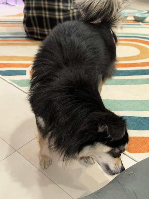 1 pic. Just found this dog on my way home in the valley in Los Angeles. can’t see the exact location