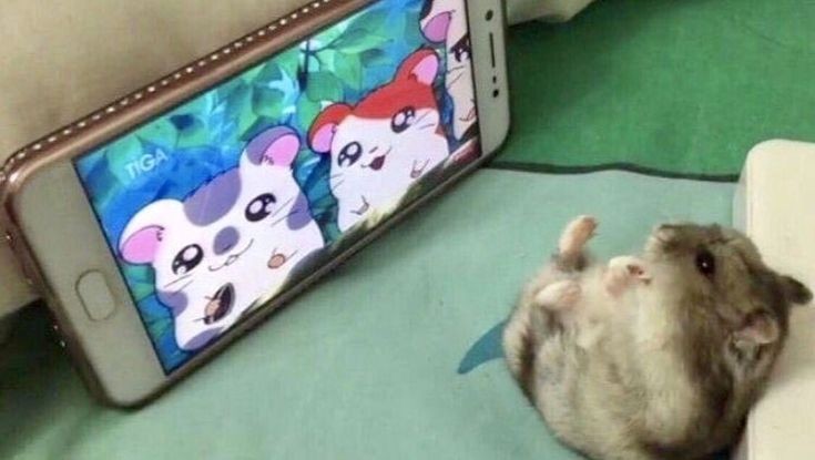 Tweets Of Hamster (@tweetsofhamster) on Twitter photo 